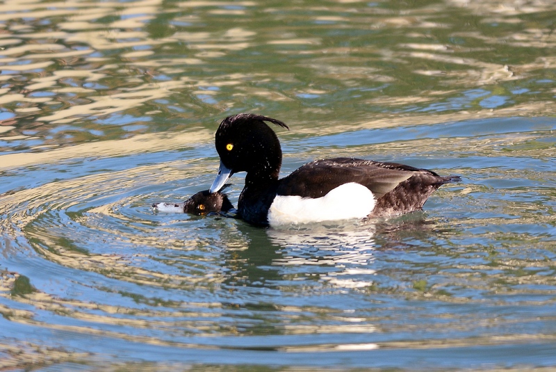 Morette che sentono la Primavera